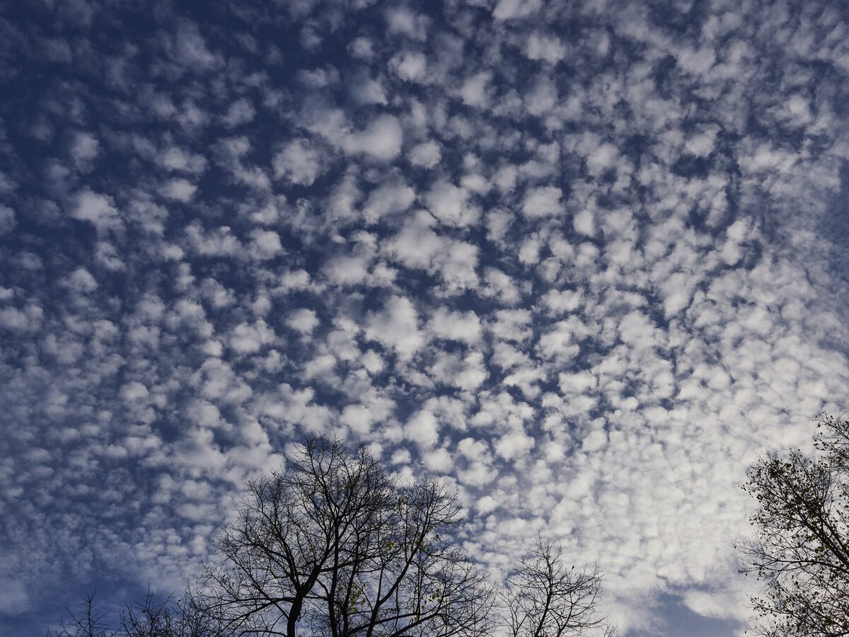 Altocumulus