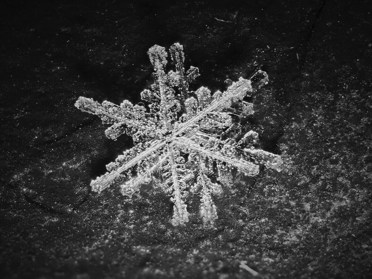 Snowflakes, photograph 1